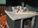 Maine Coon kittens katertjes, Dieren en Toebehoren, Katten en Kittens | Raskatten | Korthaar, Meerdere dieren, Gechipt, 0 tot 2 jaar
