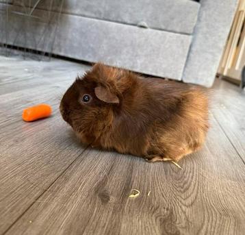 Cavia dames beschikbaar voor biedingen