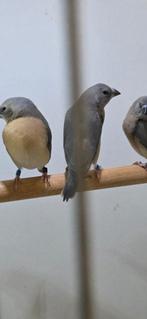 4 jonge bauwe gouldamadines te koop, Dieren en Toebehoren, Vogels | Overige Vogels, Meerdere dieren, Geringd