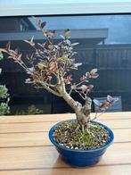 Pre bonsai Liguster ovalifium in herfst stand, Tuin en Terras, Minder dan 100 cm, Zomer, Volle zon, In pot