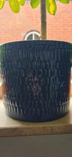 Mandarijnboom, Tuin en Terras, Minder dan 100 cm, Lente, Volle zon, In pot