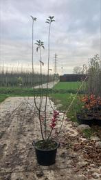 Malus Red sentinel sierappel, Ophalen of Verzenden, Lente, Volle zon, Overige soorten