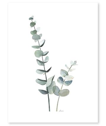 Kinderposter Poster Eucalyptus Plant Lilipinso beschikbaar voor biedingen