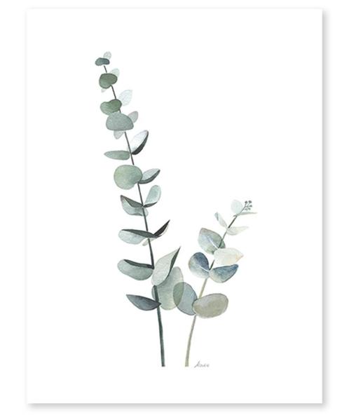 Kinderposter Poster Eucalyptus Plant Lilipinso, Kinderen en Baby's, Kinderkamer | Inrichting en Decoratie, Nieuw, Wanddecoratie
