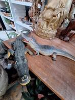 Krokodillen, Gebruikt, Beeldje of Figuurtje, Ophalen, Reptiel of Amfibie