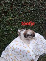 Te koop mooie kleinblijvende speelse boomer pups, Parvo, 8 tot 15 weken, Meerdere, Meerdere dieren