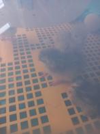 Laatste wyandotte kuikens!