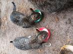 Kittens, Dieren en Toebehoren, Katten en Kittens | Overige Katten, Meerdere dieren