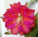 epiphyllum cactus ein tolles ding gewortelde stekken, Huis en Inrichting, Cactus, Minder dan 100 cm, Bloeiende kamerplant, Halfschaduw