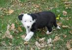 Raszuivere langharige border collie pups in zwart-wit., Reu, CDV (hondenziekte), 8 tot 15 weken, Collie