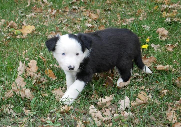 Raszuivere langharige border collie pup in zwart-wit., Dieren en Toebehoren, Honden | Herdershonden en Veedrijvers, Reu, Collie
