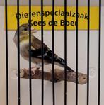 Treursijs pop, Vrouwelijk, Geringd