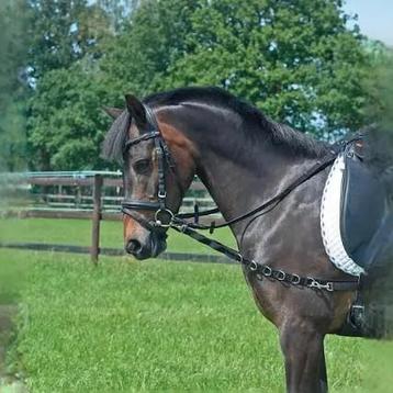 Bijzetteugels elastisch full beschikbaar voor biedingen