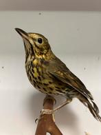 3-1 zanglijsters, Dieren en Toebehoren, Vogels | Overige Vogels, Meerdere dieren, Wildzangvogel, Geringd