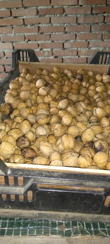 Te koop walnoten  beschikbaar voor biedingen