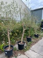 4 olijfbomen, Lente, 100 tot 250 cm, Olijfboom, Ophalen