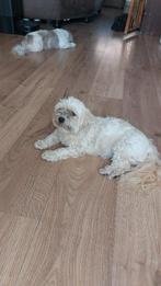 Tumtum lief en energiek hondje en Happy een echt reu., Dieren en Toebehoren, 6 jaar of ouder, Overige rassen, Meerdere, Meerdere dieren
