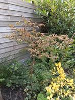 Sneeuwbal boompje, Tuin en Terras, Planten | Bomen, Ophalen, Halfschaduw, Overige soorten, Lente
