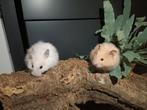 Tamme Syrische hamsters, Dieren en Toebehoren, Knaagdieren, Hamster, Meerdere dieren, Tam, Oktober