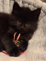 Maine Coon kittens met stamboom & garantiecontract 1 poesje, Meerdere dieren, Met stamboom, 0 tot 2 jaar