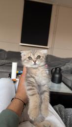 prachtige langhaar ragdoll poesje De kleur is erg mooi, Dieren en Toebehoren, Katten en Kittens | Raskatten | Langhaar, Poes, 0 tot 2 jaar
