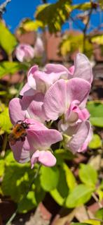 Lathyrus latifolius "Pink Pearl" zaden, Verzenden, Zaad
