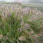 Lampepoetsergras in p9, Ophalen, Volle zon, Vaste plant, Siergrassen
