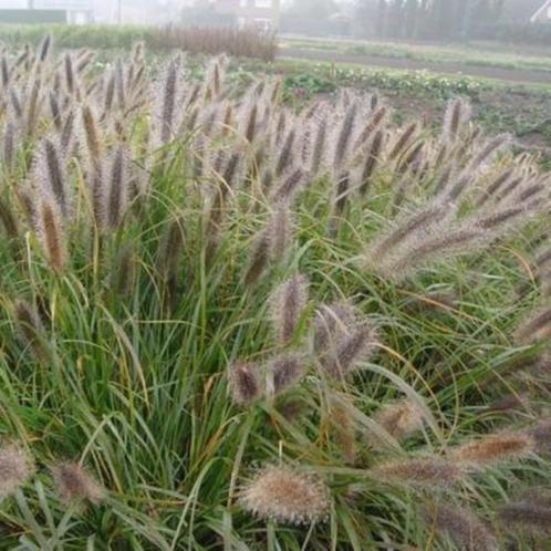 Lampepoetsergras in p9, Tuin en Terras, Planten | Tuinplanten, Vaste plant, Siergrassen, Volle zon, Zomer, Ophalen