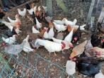 hennen, Dieren en Toebehoren, Pluimvee, Vrouwelijk, Kip