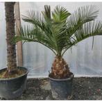 Jubaea Chilensis - Kokospalm g47219, Tuin en Terras, Planten | Tuinplanten, Ophalen of Verzenden