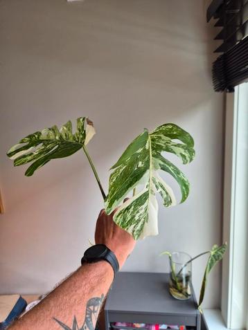 Monstera Variegata Stek - Prachtige Tekening! beschikbaar voor biedingen