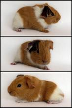 Lief gladhaar zeugje choco-buff-wit, Dieren en Toebehoren, Knaagdieren, Cavia, Vrouwelijk, November, Tam