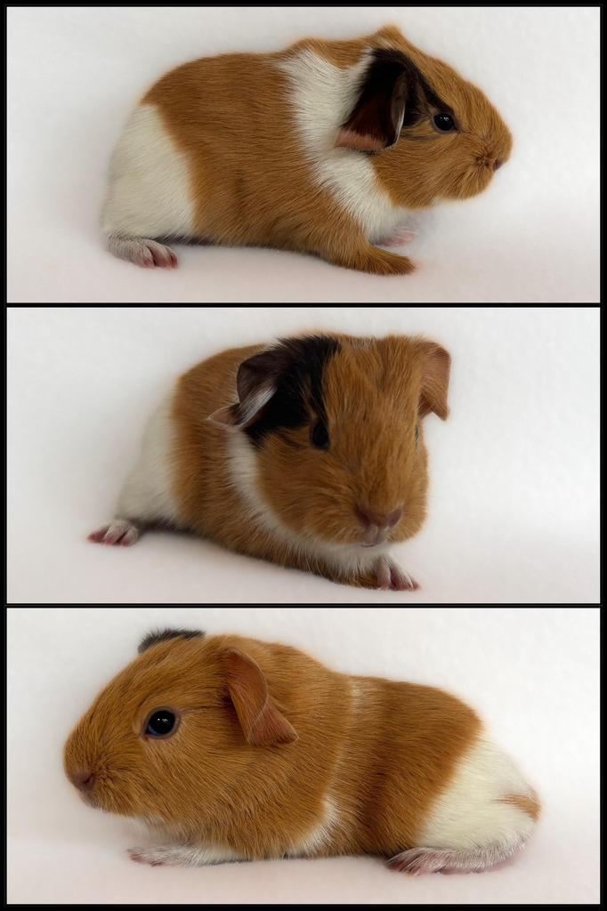 Lief gladhaar zeugje choco-buff-wit, Dieren en Toebehoren, Knaagdieren, Vrouwelijk, Cavia, November, Tam