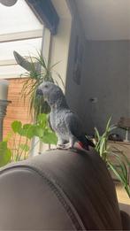 Gezocht een maatje voor Coco., Vrouwelijk, Papegaai, Tam