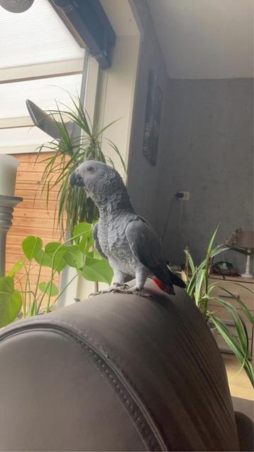 Gezocht een maatje voor Coco. beschikbaar voor biedingen