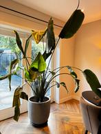 Strelitzia Nicolai 240 cm, Huis en Inrichting, Kamerplanten, Ophalen, In pot, Halfschaduw, 200 cm of meer