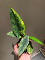 Alocasia Scalprum aurea variegata, Overige soorten, Minder dan 100 cm, Groene kamerplant, Halfschaduw