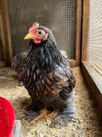 Cochin kriel haantje goud/zwart gezoomd, Dieren en Toebehoren, Mannelijk, Kip