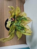 Aglaonema frozen, kamerplant, Huis en Inrichting, Kamerplanten, Ophalen of Verzenden, Overige soorten, Minder dan 100 cm