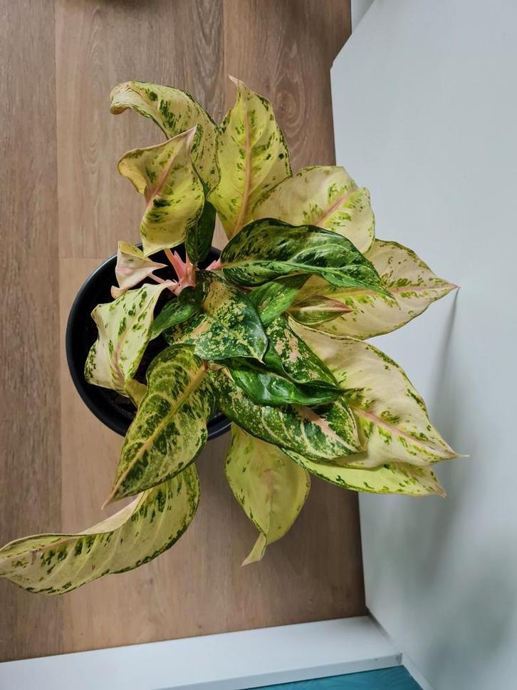 Aglaonema frozen, kamerplant, Huis en Inrichting, Kamerplanten, Overige soorten, Minder dan 100 cm, Ophalen of Verzenden