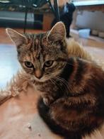 Prachtige kruising pers maincoon poesje, Dieren en Toebehoren, Katten en Kittens | Raskatten | Langhaar, Poes