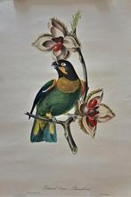 TWAALF OUDE KLEUREN LITHO'S VAN JEAN-THEODORE DESCOURTILZ, Antiek en Kunst, Kunst | Litho's en Zeefdrukken, Ophalen of Verzenden