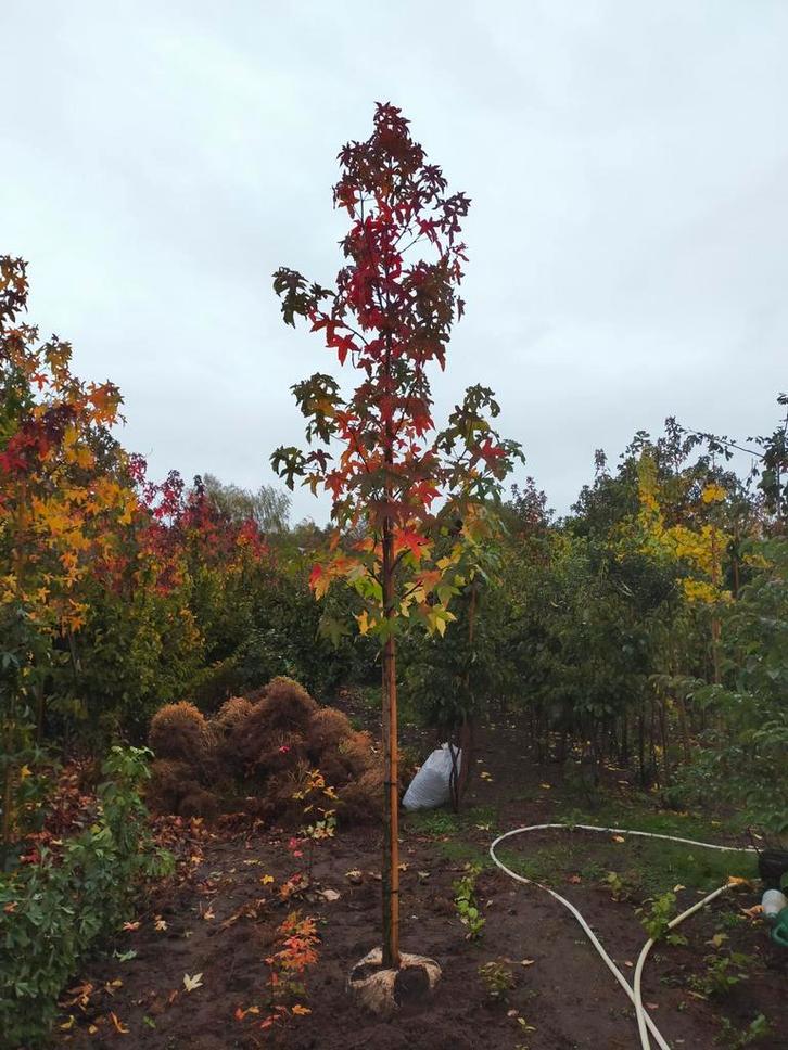 Amberbomen, Tuin en Terras, Planten | Bomen, Overige soorten, 250 tot 400 cm, Volle zon, Bloeit niet, Ophalen
