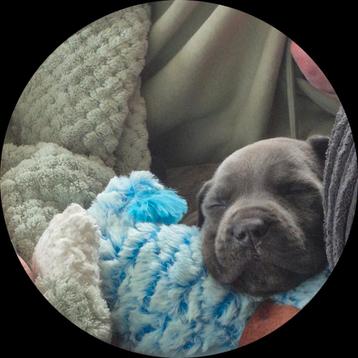 CANE CORSO PUPS ❤️ bijna 🏘🏘 beschikbaar voor biedingen