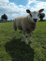 Te koop mooie, luxe schapen, Dieren en Toebehoren, Schapen, Geiten en Varkens, Meerdere dieren, Schaap, 0 tot 2 jaar