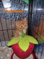 Hele leuke polydactyle Maincoon kittens, Dieren en Toebehoren, Meerdere dieren, Gechipt, 0 tot 2 jaar