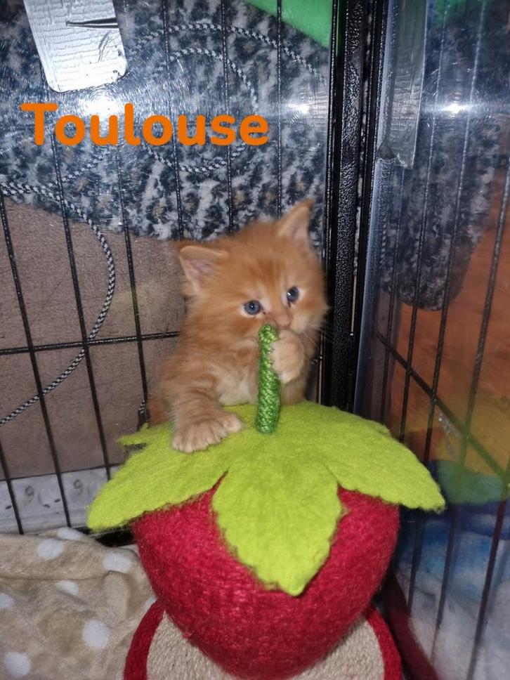 Hele leuke polydactyle Maincoon kittens, Dieren en Toebehoren, Katten en Kittens | Raskatten | Langhaar, Meerdere dieren, 0 tot 2 jaar