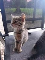 Lieve kitten (gewend aan andere dieren), Meerdere dieren, Kortharig, 0 tot 2 jaar