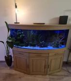 Juwel vision 450 + toebehoren, Dieren en Toebehoren, Ophalen, Gebruikt, Gevuld zoetwateraquarium
