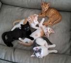Super lieve kittens - gewend aan kleine kinderen, Dieren en Toebehoren, Katten en Kittens | Overige Katten, Meerdere dieren, Kortharig
